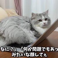 テロップ「「え？なに？」～」