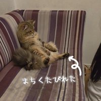 ソファに寄りかかって座る猫