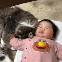 赤ちゃんに頭をくっつける猫