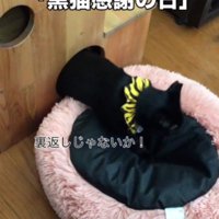 ベッドに乗っている猫