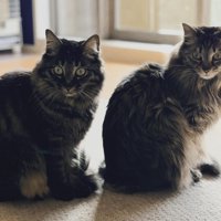 振り向く2匹の猫