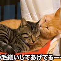 寄り添って毛づくろいをする二匹の猫