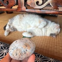 猫のそばに並べられた石