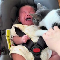 泣いている赤ちゃんと猫