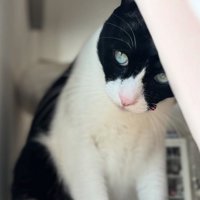 カーテンの影から顔を覗かせているハチワレ猫
