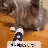 振りかぶる猫