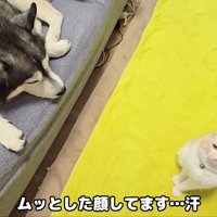ムッとした表情の猫さん