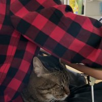 宿題をしている男の子と鉛筆に膝の上にいる猫