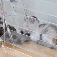 アクスタディスプレイと2匹の子猫