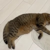 床で寝ている猫