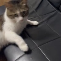 ソファーから落ちた猫