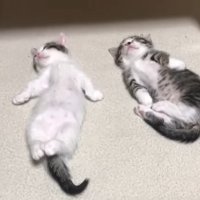 前足を広げる豆大福くん