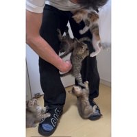 人の脚と子猫たち