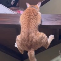 耐える猫