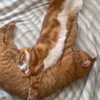 ベッドの上でくっついて眠る2匹の猫