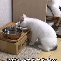 ごはんをもりもり食べている猫
