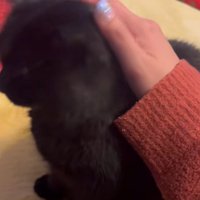 飼い主になでられている黒猫