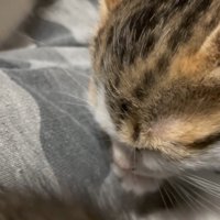 寝顔