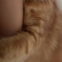 抱きつく猫の前足