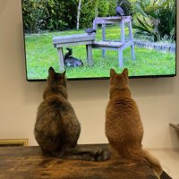テレビを見る2匹の猫の背中
