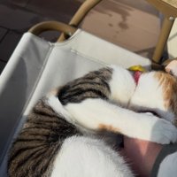 手を噛んでいる猫