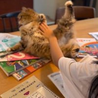 テーブルの上の猫