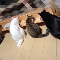 ごはんを食べている4匹の猫