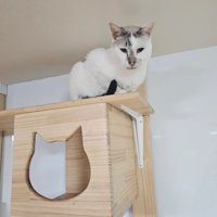 キャットウォークの上の白猫