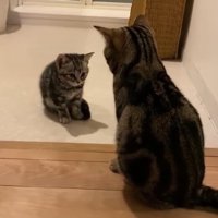 向かい合う2匹の猫