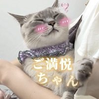 飼い主さんに抱っこ紐で抱っこされるシャムトラ猫