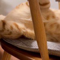 椅子の上でくつろいでいる猫