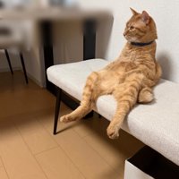 椅子の上に人間のように座る猫