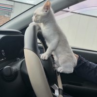 車の運転席にいる子猫