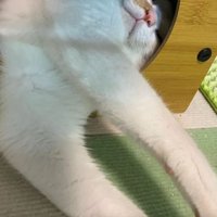 ハウスにいる猫