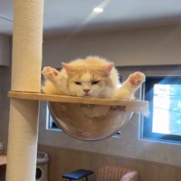 独特なポーズの猫