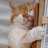 右手を前に出して寝ている猫