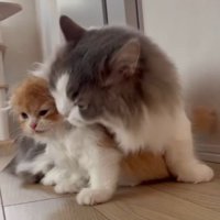 グレー白の猫の横で体を起こす茶白の猫