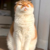 おすわりした猫