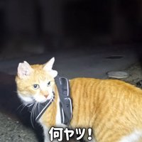 振り返る猫