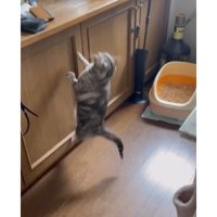 ジャンプする猫