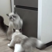 驚く猫