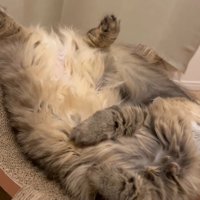 上半身を直角に曲げて眠る猫