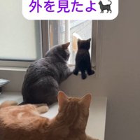 窓際にいる3匹の猫