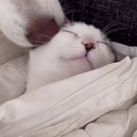 顔を舐めてもらう子猫