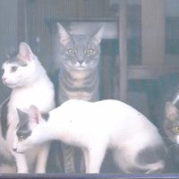 網戸ごしに外を見る4匹の猫