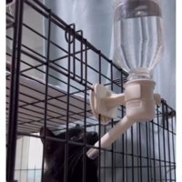 水を飲む猫