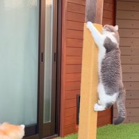 登るもすけくん