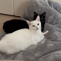 眠そうな猫