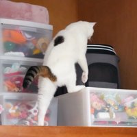 押し入れに入ろうとする猫3