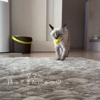 おもちゃをくわえる猫